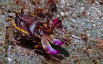 Flamboyant Cuttlefish